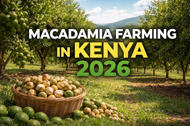 Macadamia Farming in Kenya 2026: Profits & Guide