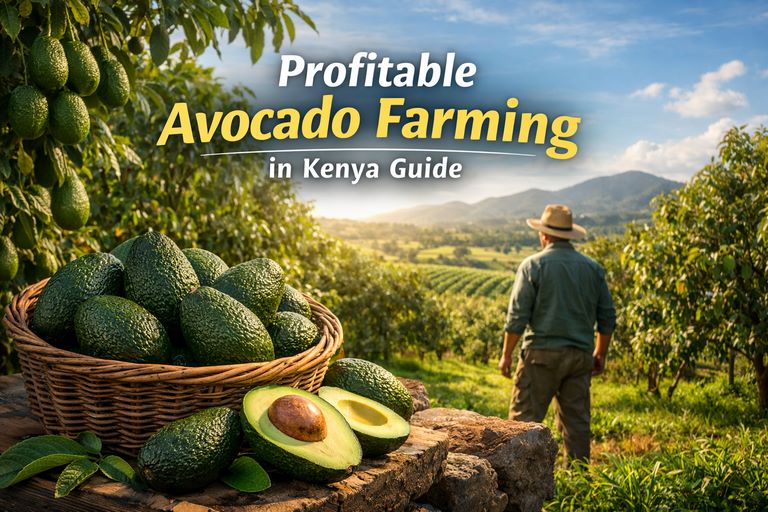 Profitable Avocado Farming in Kenya Guide